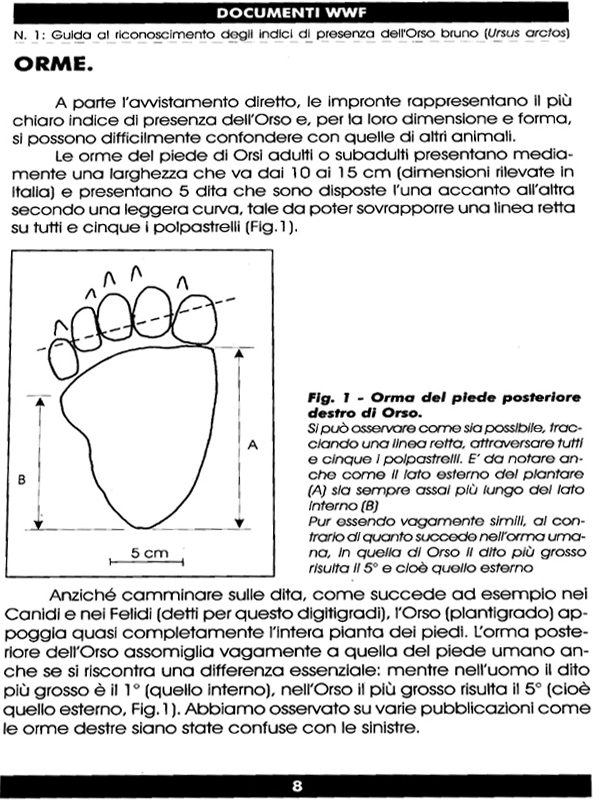 Ursus arctos.....le tracce e le orme